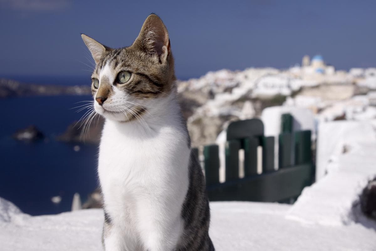 cat