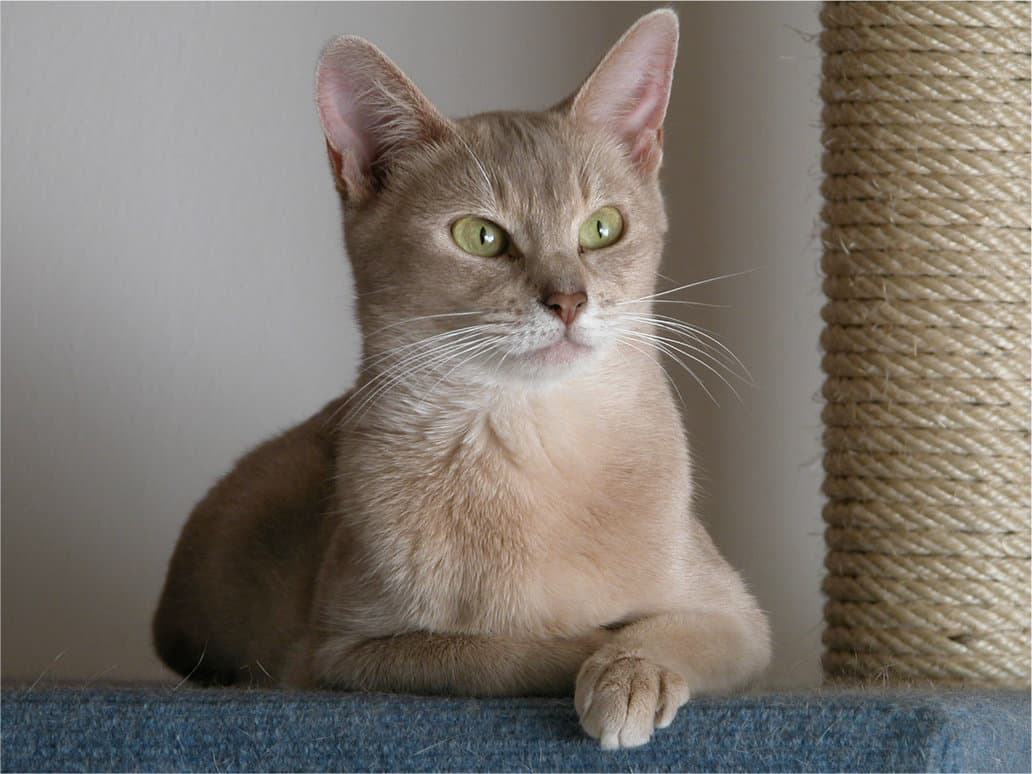 Abyssinian-8