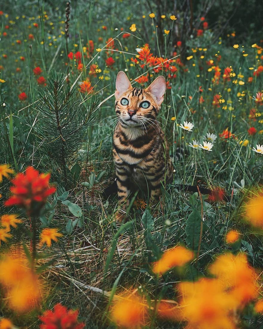 Bengal-8