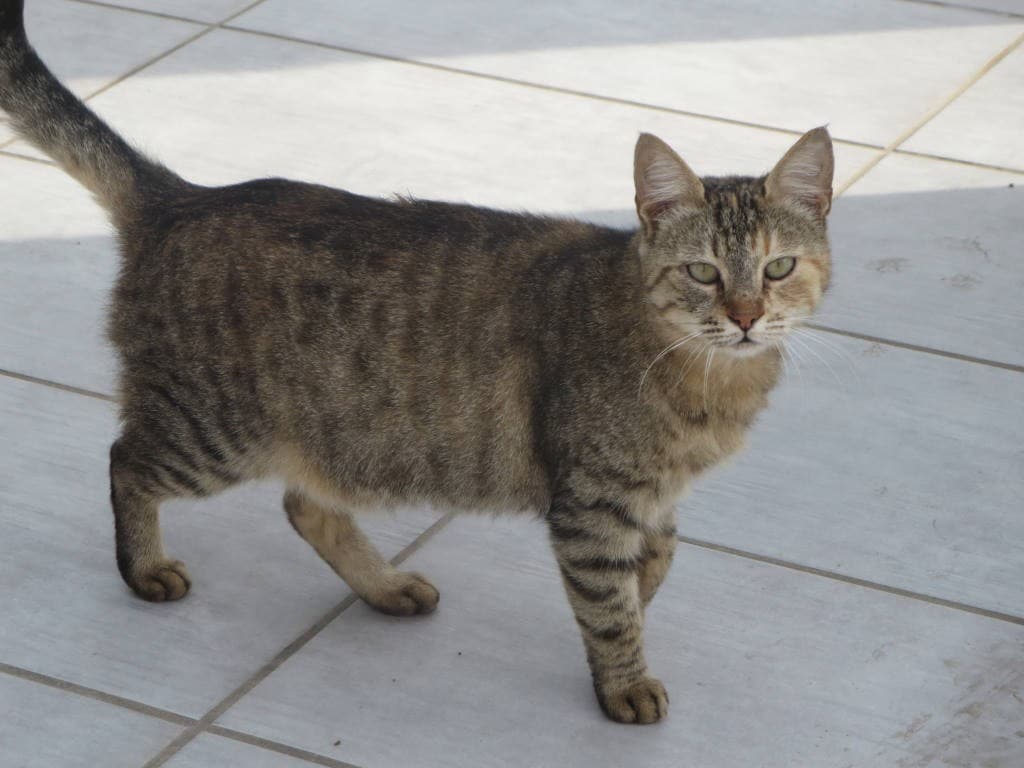 Cyprus-1