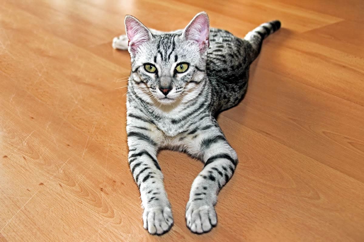 Egyptian Mau-8