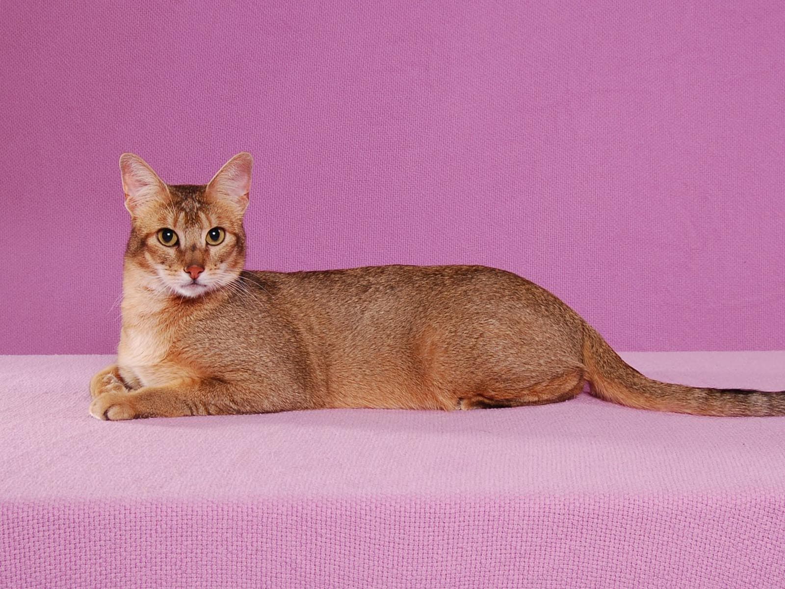 Abyssinian-7