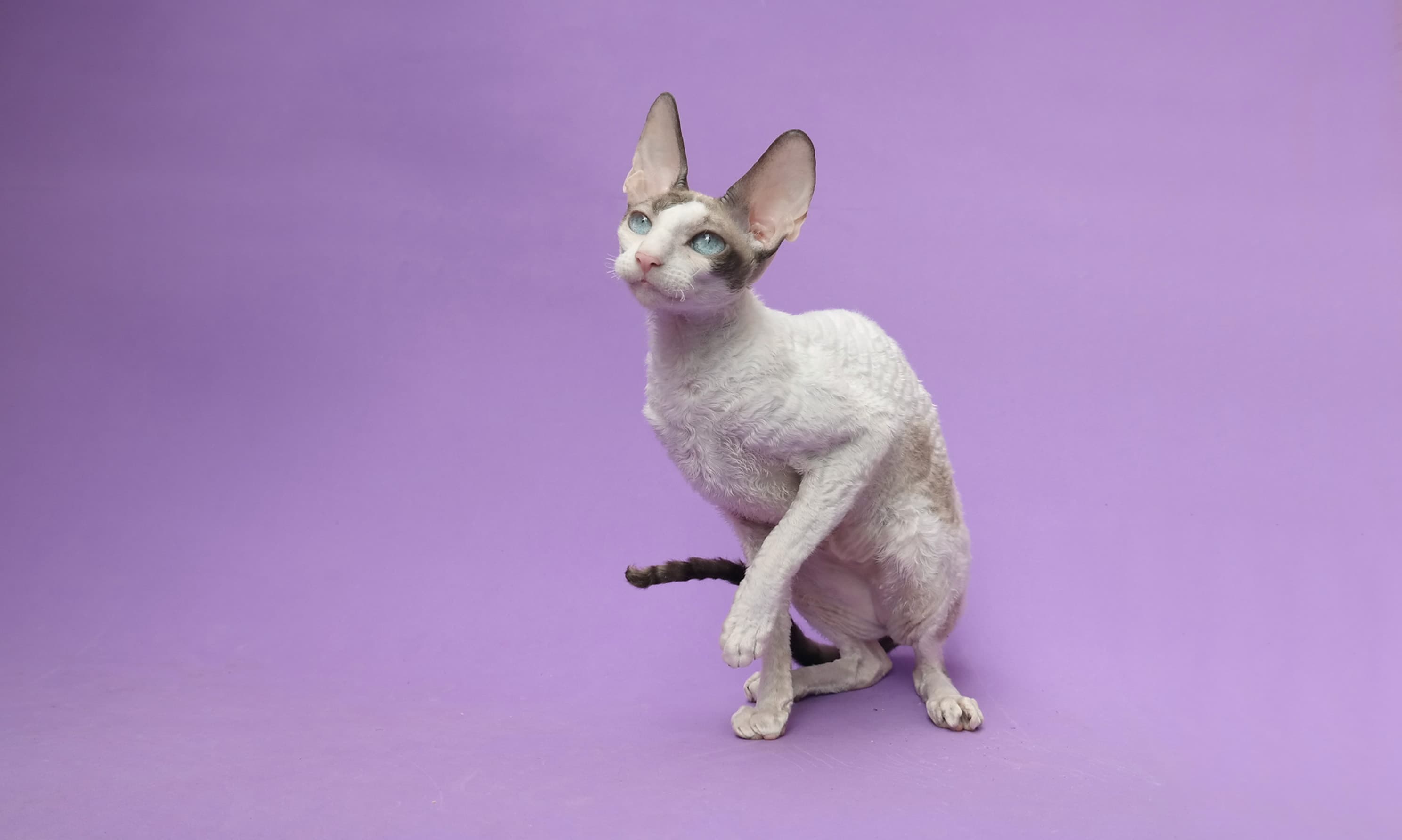 Cornish Rex-4