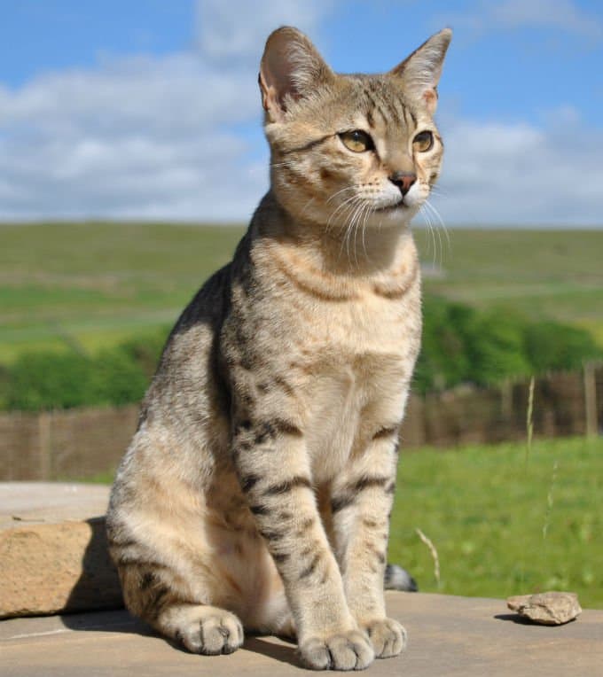 Egyptian Mau-4