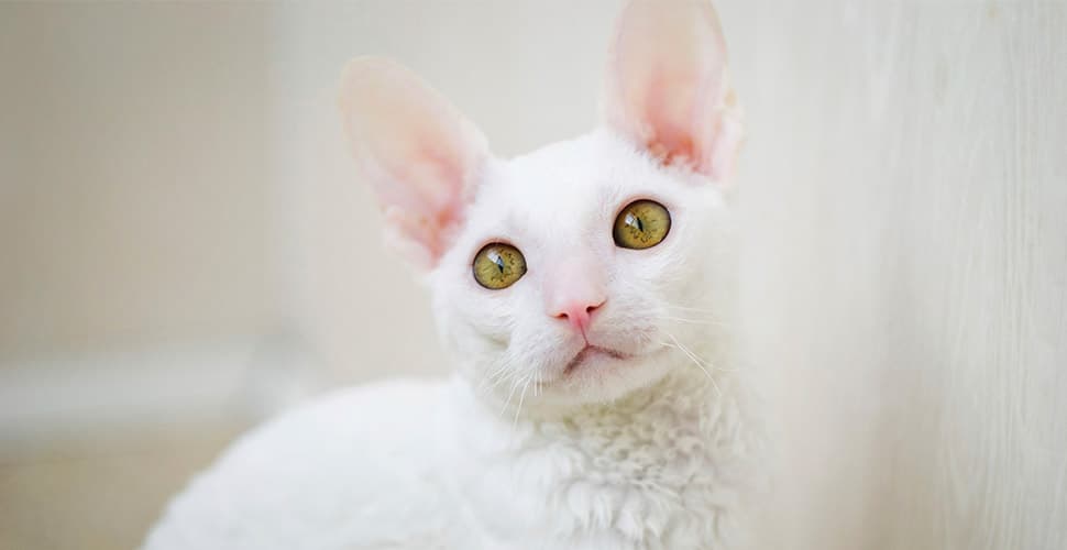 Cornish Rex-8