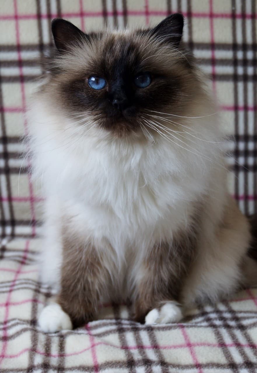 Birman-5