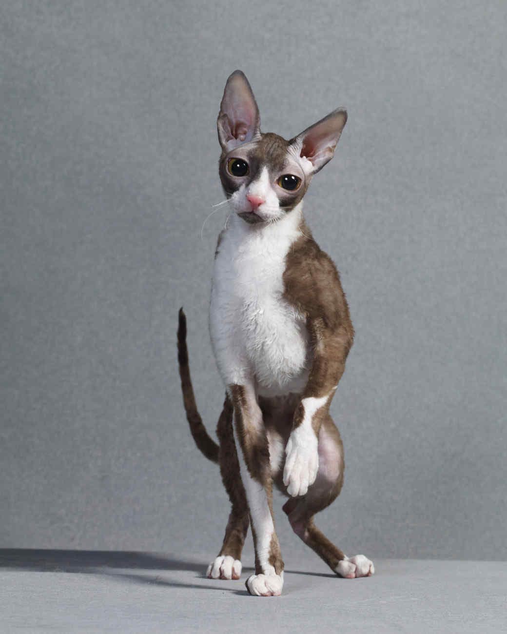 Cornish Rex-6