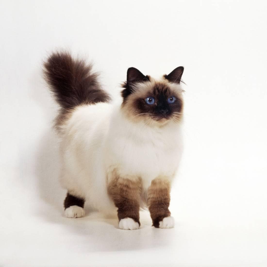 Birman