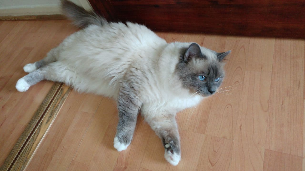 Birman-7